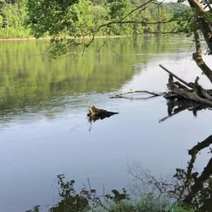 Meet your Posher, Hank